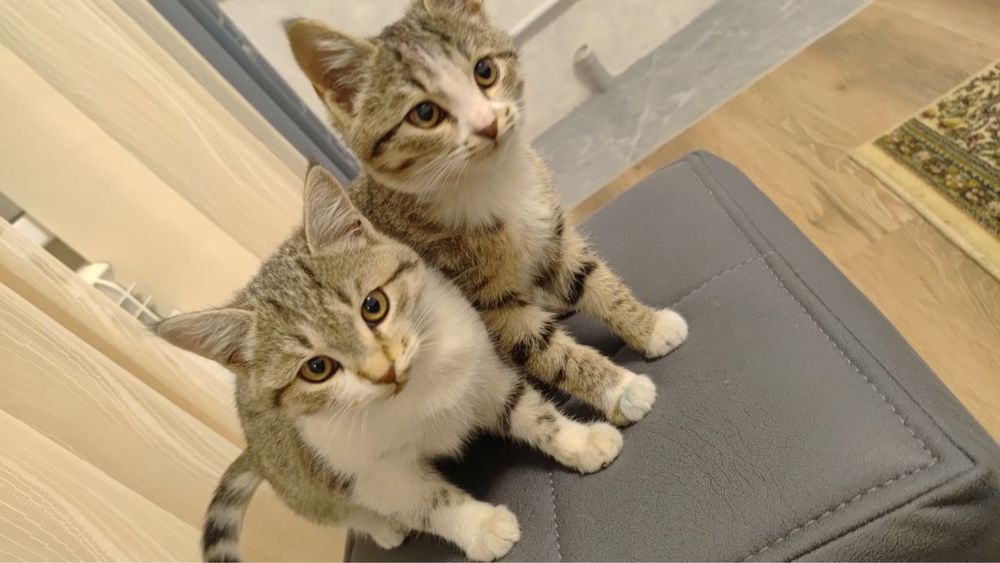 Zotli toza mushuklar