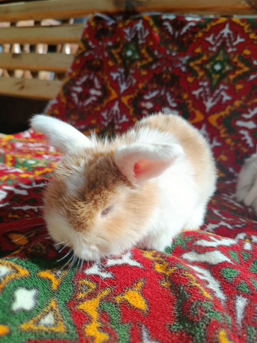 Karlik baran Sotiladi