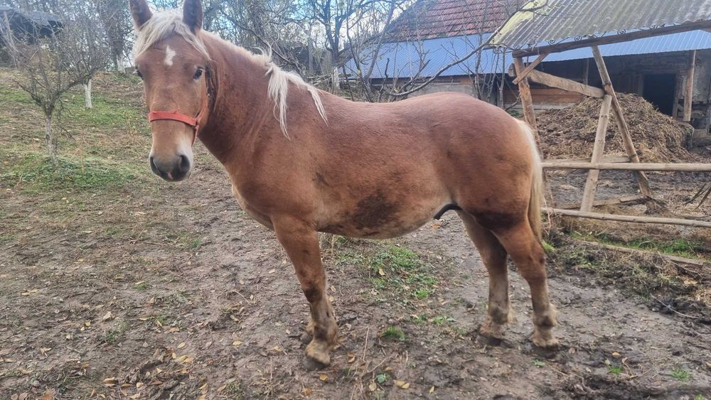 Manz blond de vanzare