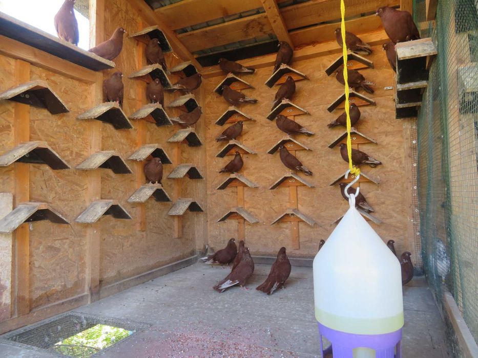 Porumbei  Zburători Roșii de Târgoviște