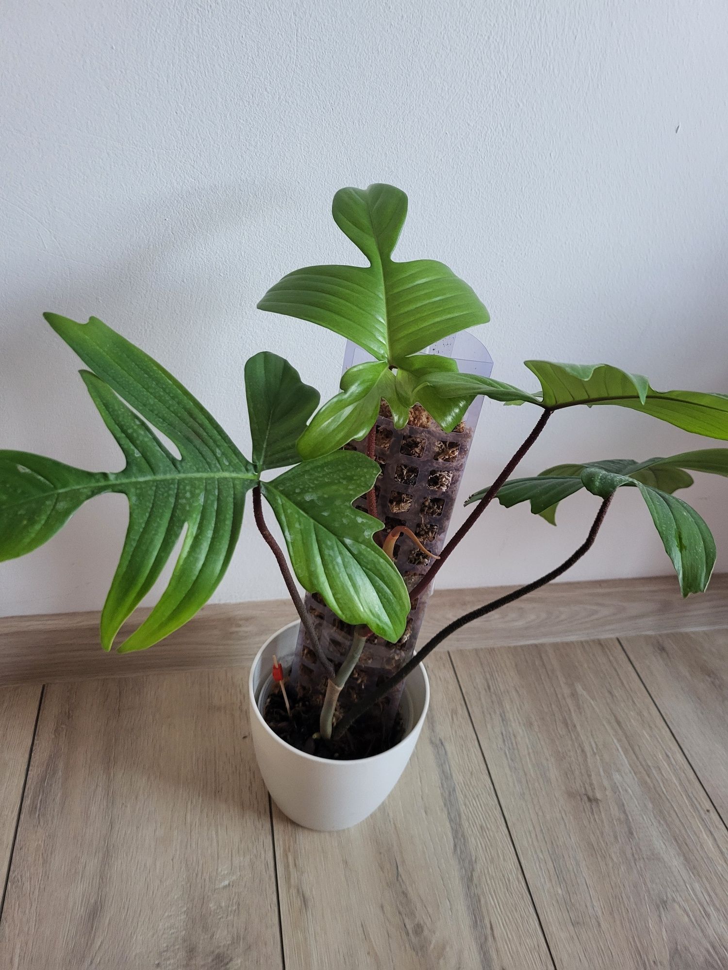Philodendron Florida ghost