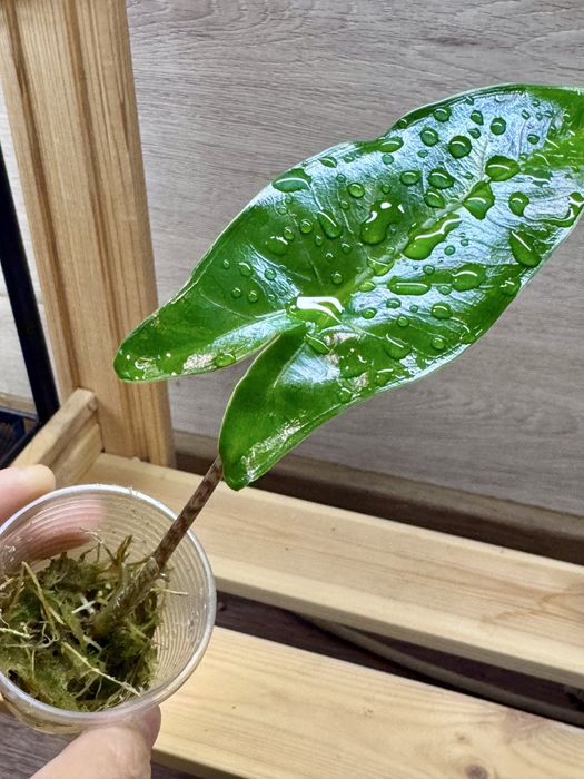 Алоказия  тигрина суперба