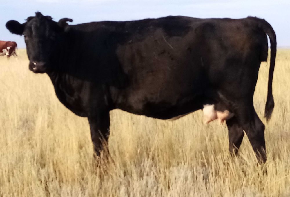 Продам отличную продуктивную корову