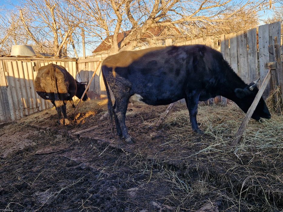 Продам хороших дойнных коровы и телочек