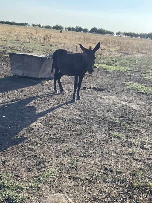 Vnd magar e mascul la un an jumate