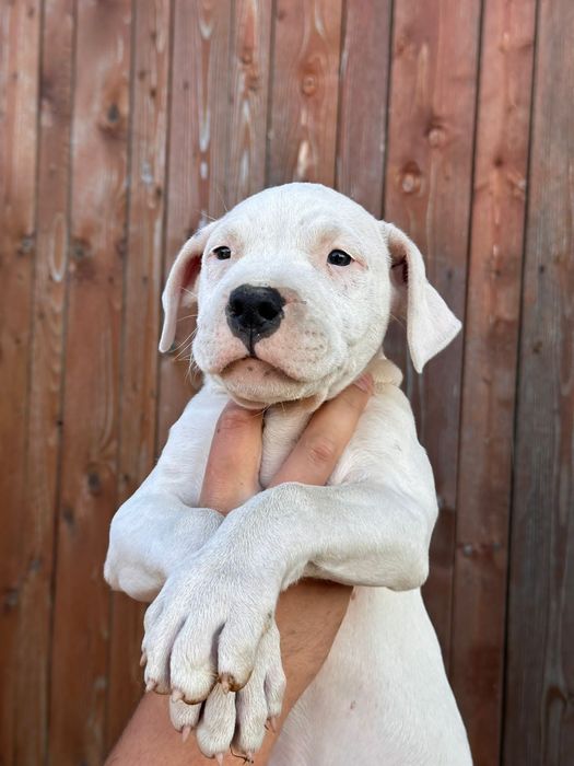 Pui Dogo Argentino cu pedigree – linii de vânătoare active