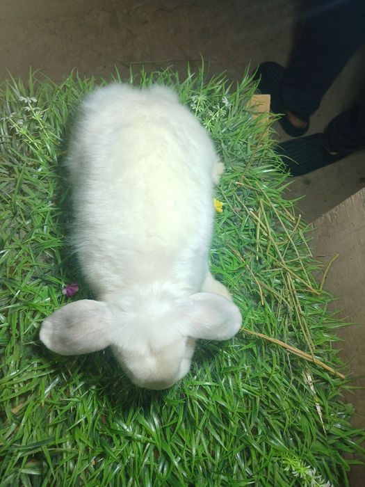 Quyon karlik baran almaz glaz stin samka