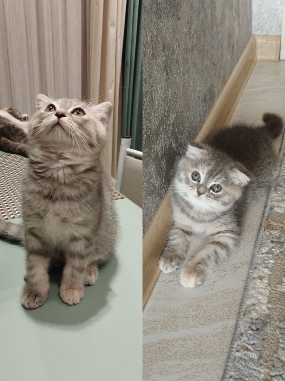Пародистые котята Скоттиш фолд