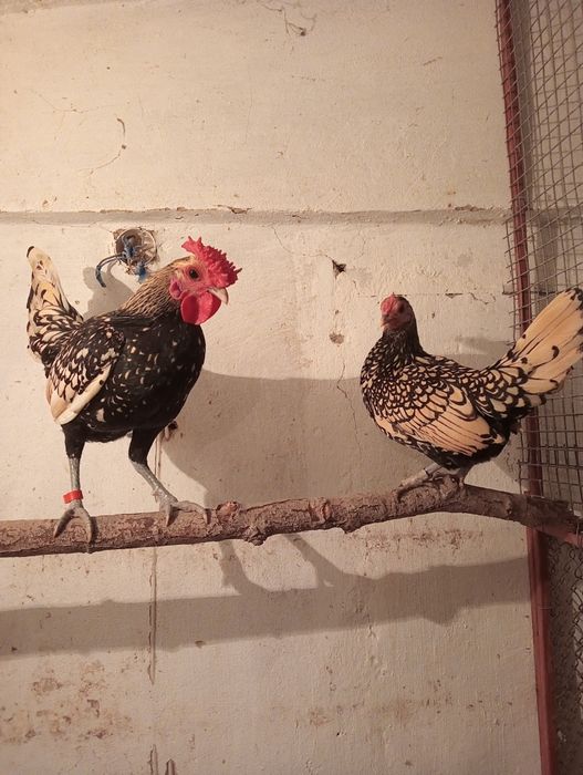 Продам карликовых