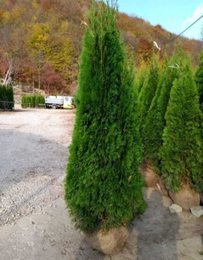 Plante decorative pentru un peisaj elegant și rafinat