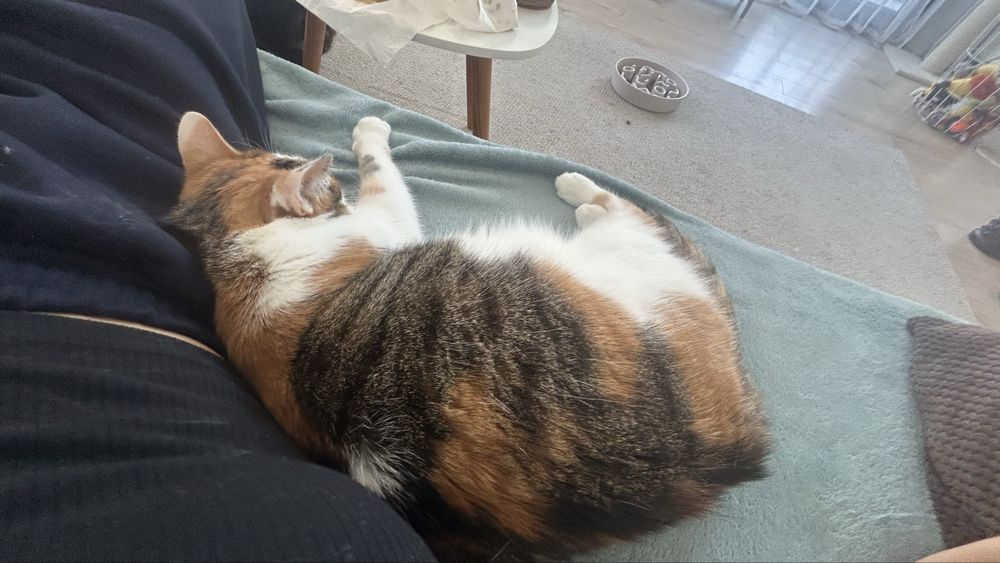 Petsitter Cluj-Napoca