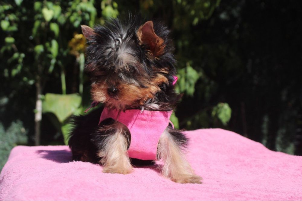 Йоркширски териер