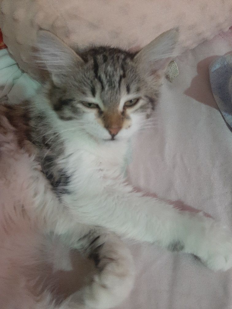 Котенок крысолов