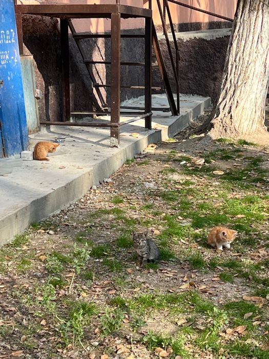 Котята в добрые руки