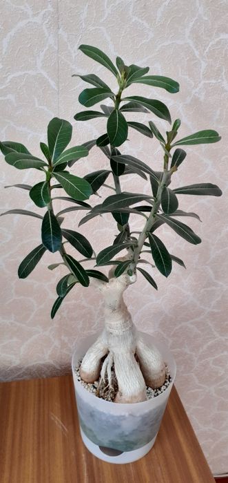 Продам адениумы разных возрастов