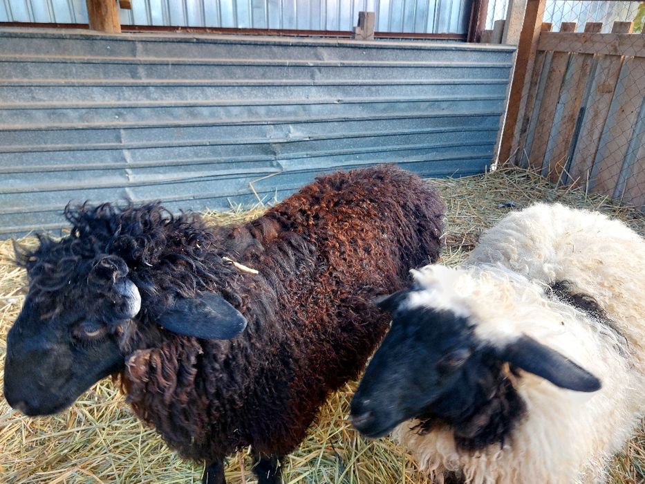 Қой сатылады, екеуі бірге сатылады