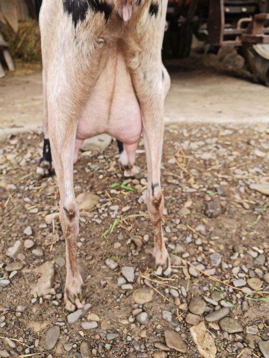 Capra anglonubian
