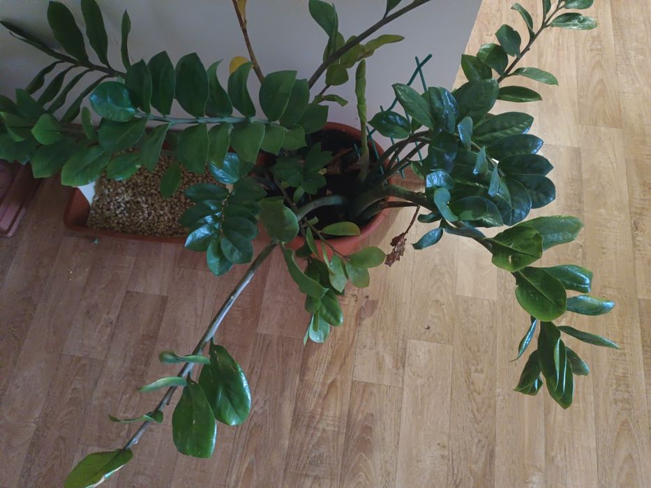 Цветы комнатные + много горшков