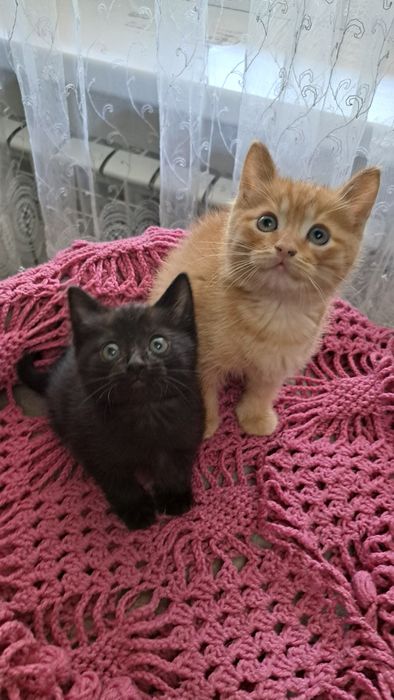 Отдам Котят в добрые руги