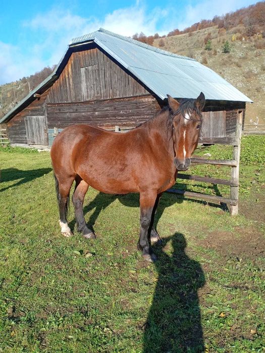 Vând doi cai frumoși.