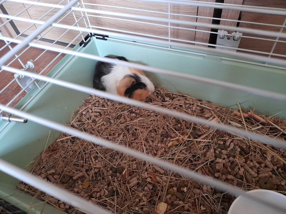 Продавам морско свинче