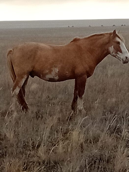 Айғыр сатамын үйірде жүр