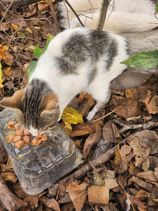 Дом за малко коте