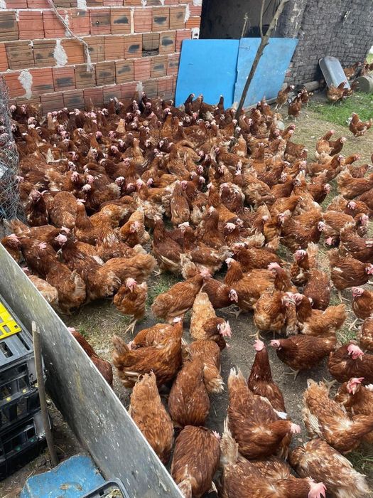 Кокошки носачки