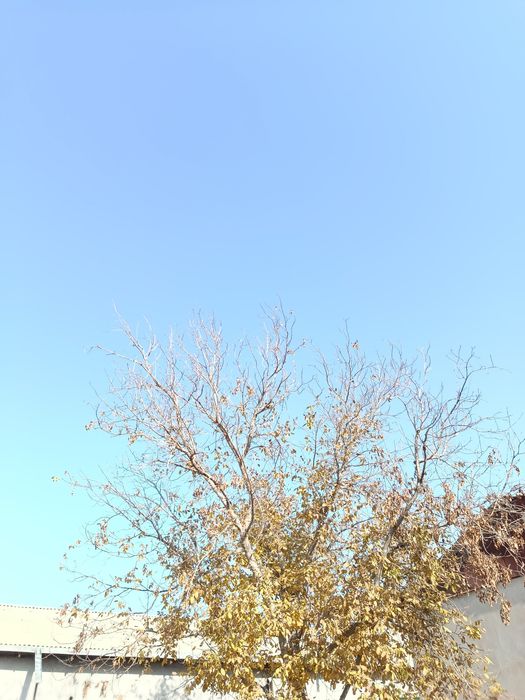 Ôtin sotiladi narxini kelishamiza