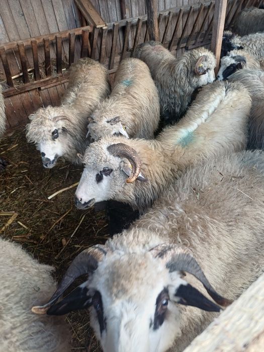 Oi gestante de vanzare