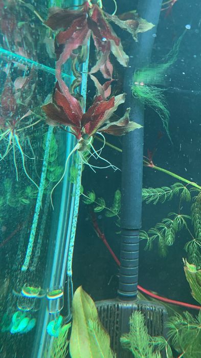 Продам Эхинодорус Кивон