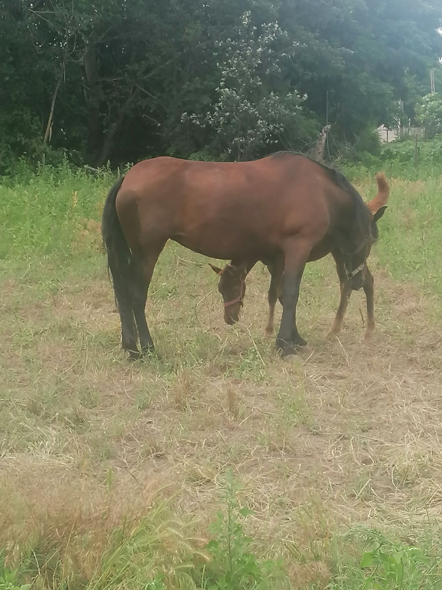 Vând Iapa cu manza de două luni