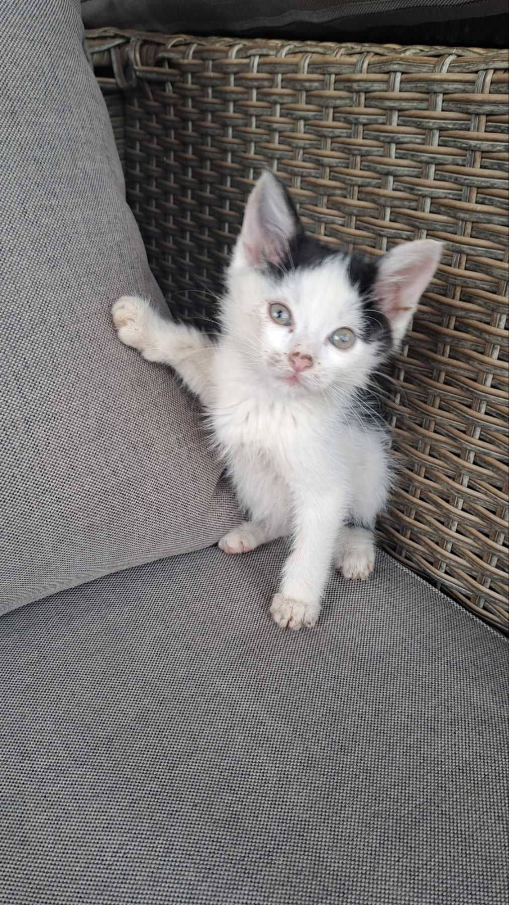 Подарявам мъжко коте
