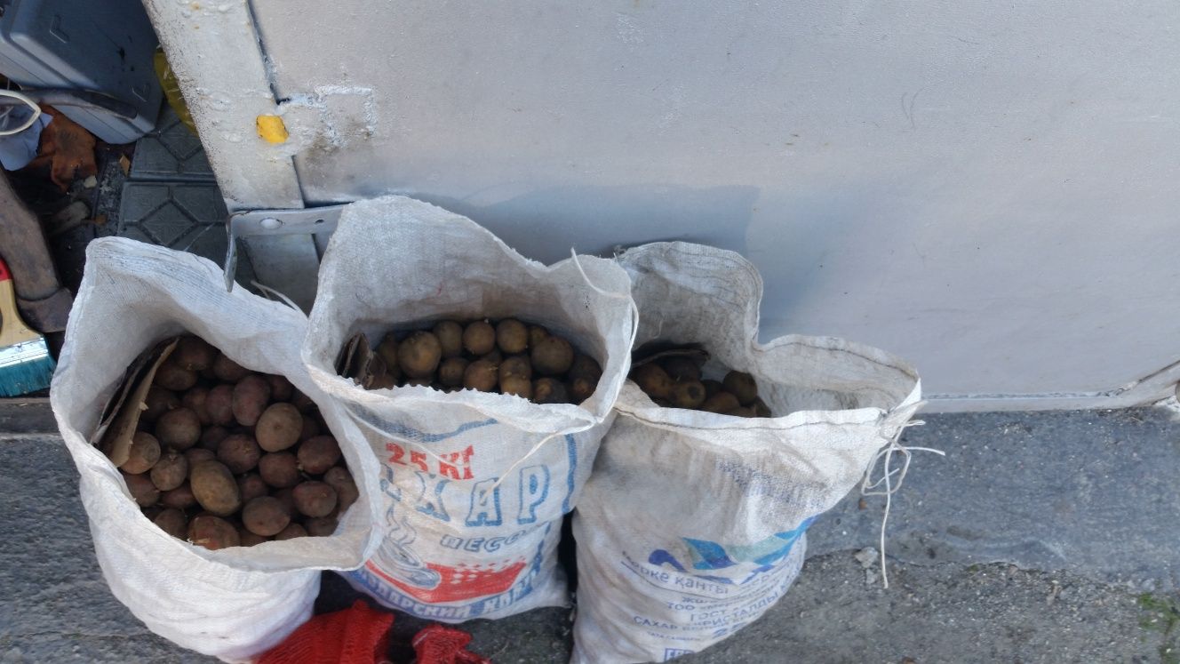 Продам семена картофель