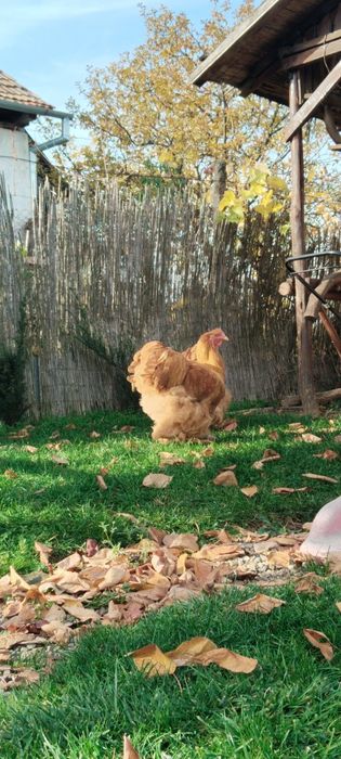 Cocosi Australorp, Brahma, Cochinchina
