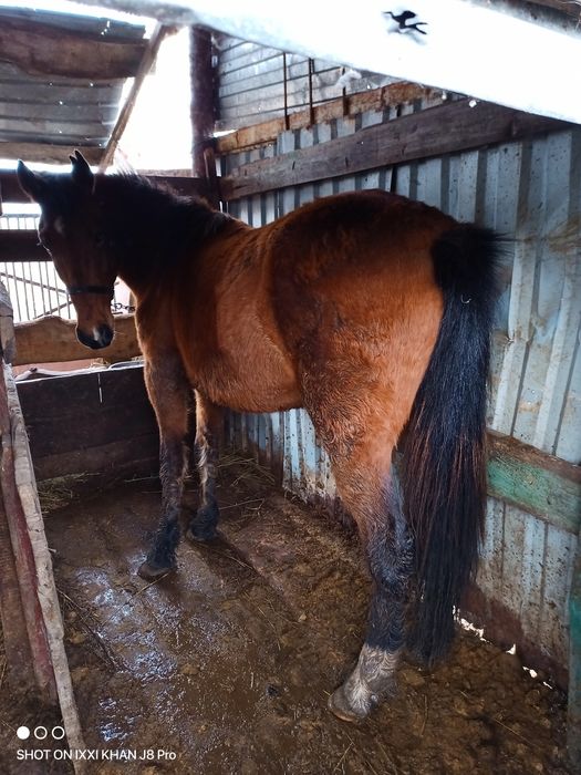 Продам Кунан (мерин)