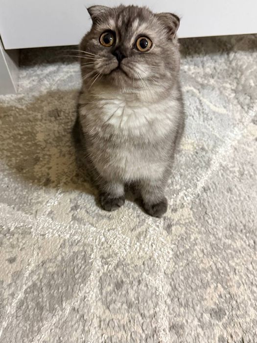 Скоттиш Фолд девочка