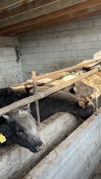 продам подсосов 9 голов