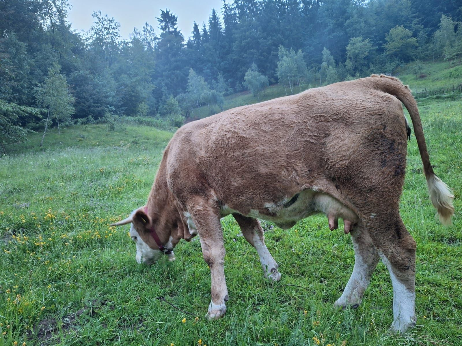 Vaca de vanzare!