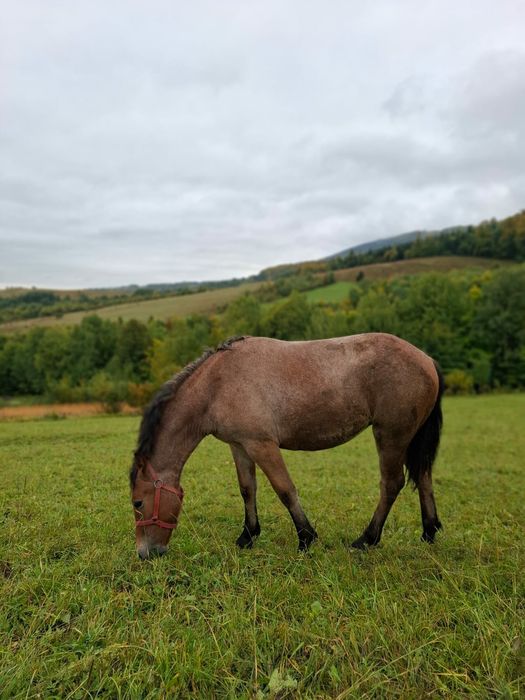 Am Mânză de vanzare
