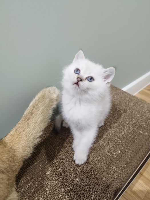 Шотландский страйт