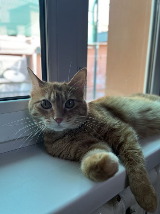 Продаю кошечку девочку