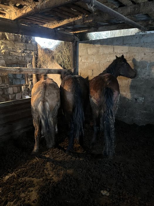 Продам лошадей с откорма