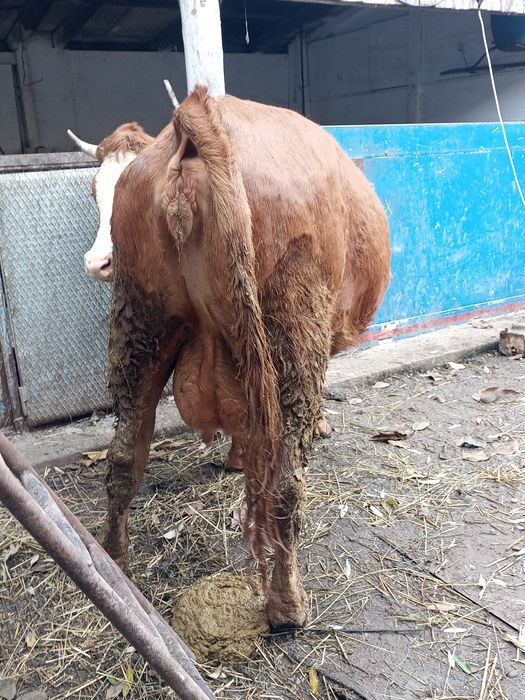 Vacă cu lapte junincă la prima fătare