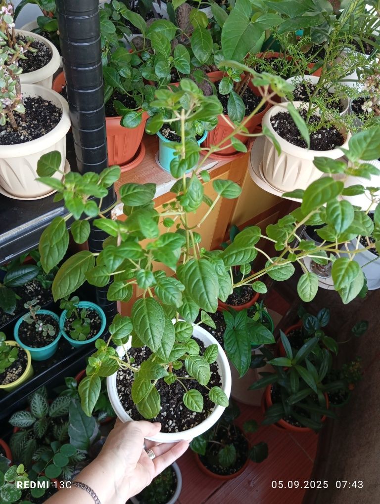 Продам растения для дома
