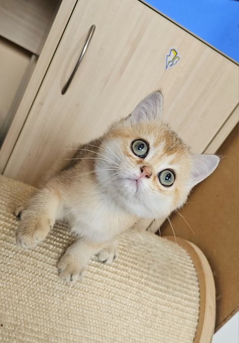 Златна чинчила. Британски котенца