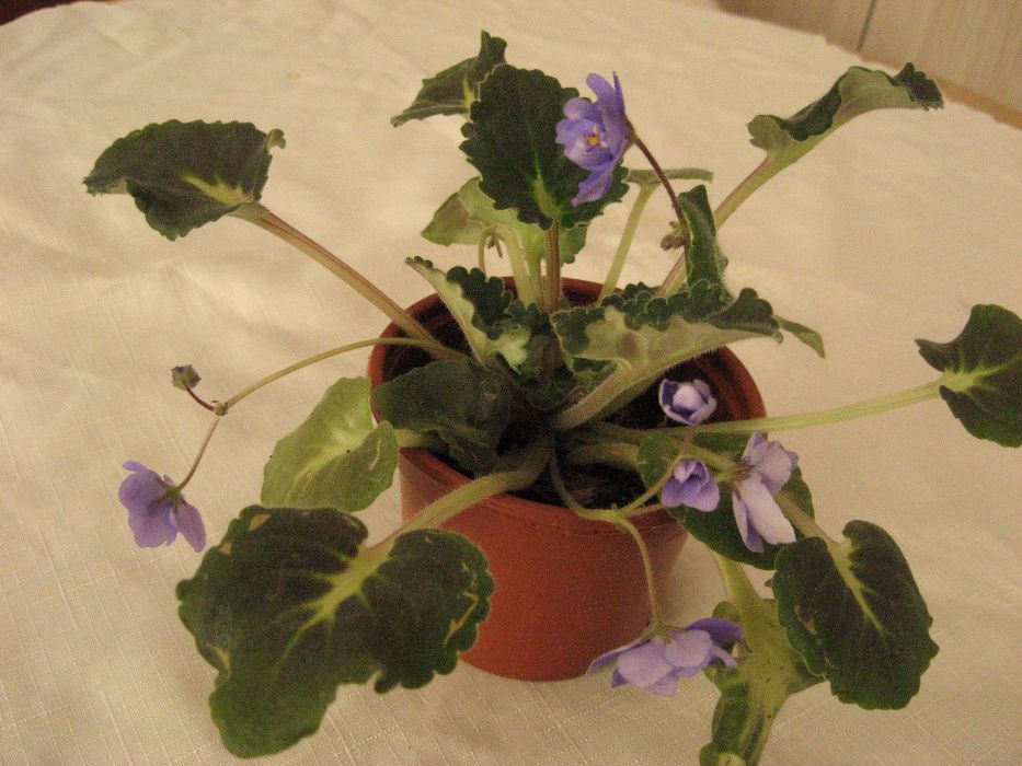 сентполии (африканска теменужка)