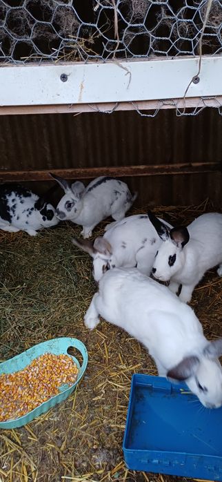 Vând 5 iepuri vârsta 5 luni