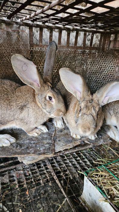 Кролики Фландер молодые самки