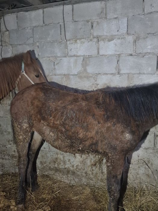 Продам лошадь тайчика